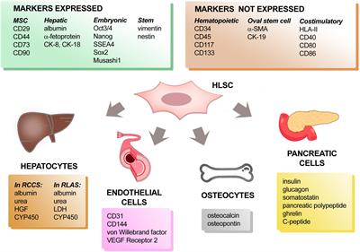 Human Liver Stem Cells: A Liver-Derived Mesenchymal Stromal Cell-Like Population With Pro-regenerative Properties